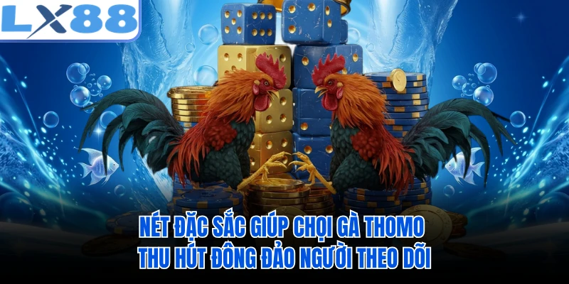 Nét đặc sắc giúp chọi gà Thomo thu hút đông đảo người theo dõi 