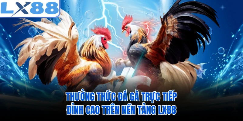 Thưởng thức đá gà trực tiếp đỉnh cao trên nền tảng LX88